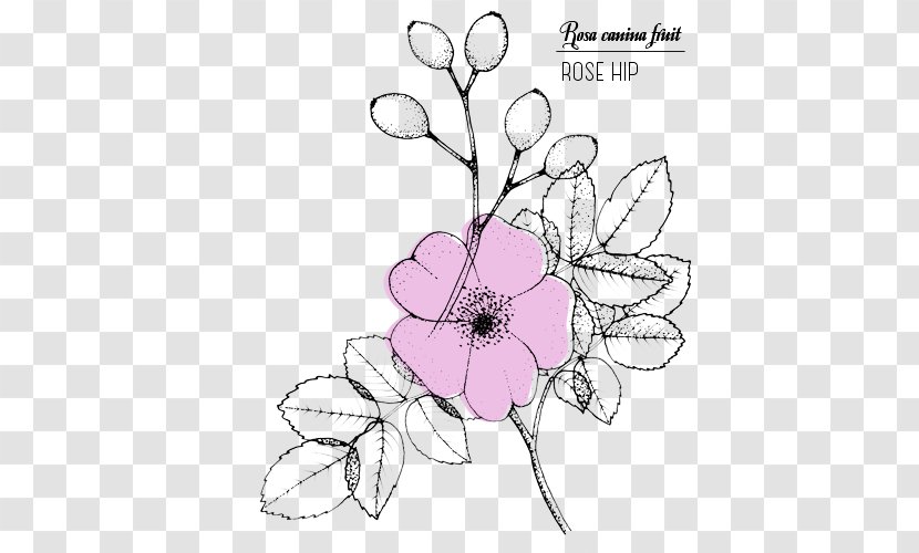 Floral Design Drawing Line Art Rose Sketch Transparent PNG