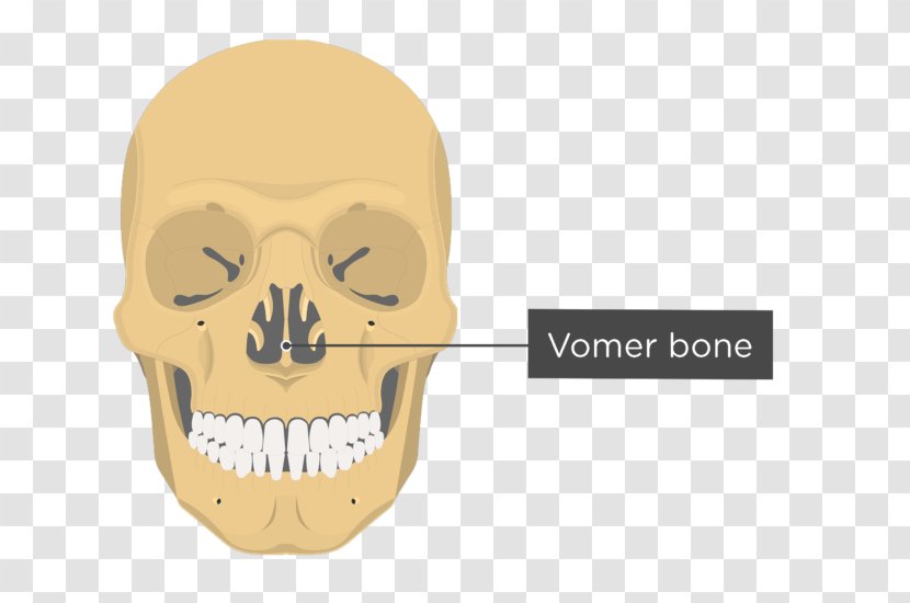 Vomer Lacrimal Bone Nasal Anatomy - Skull Transparent PNG