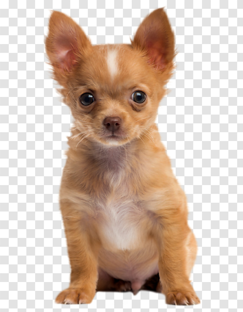 Dog Puppy Chihuahua Skin Nose Transparent PNG