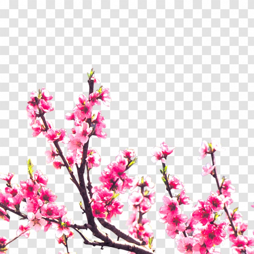 Floral Design Blossom Peach - Branches Transparent PNG