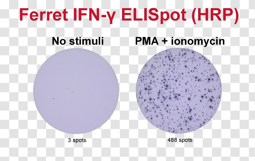 ELISPOT Interferon Gamma Assay Peripheral Blood Mononuclear Cell - Carboxyfluorescein Succinimidyl Ester - Material Transparent PNG