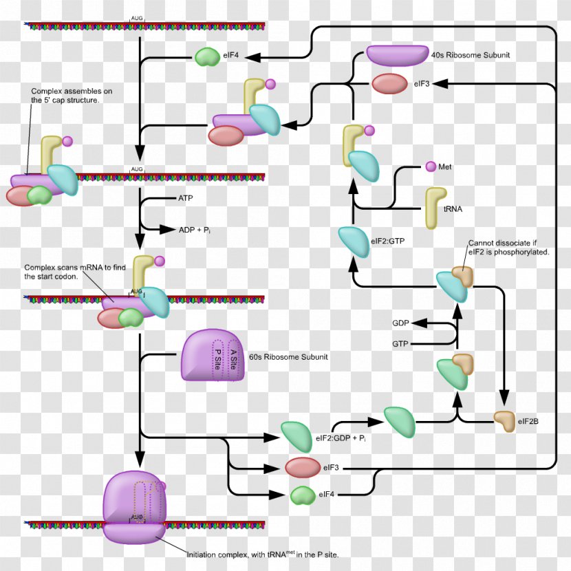 Prokaryotic Translation Ribosome Biology Eukaryotic - Frame - Flower Transparent PNG