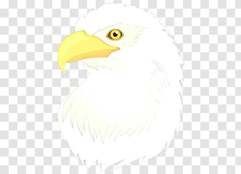 Feather - Drawing Sea Eagle Transparent PNG