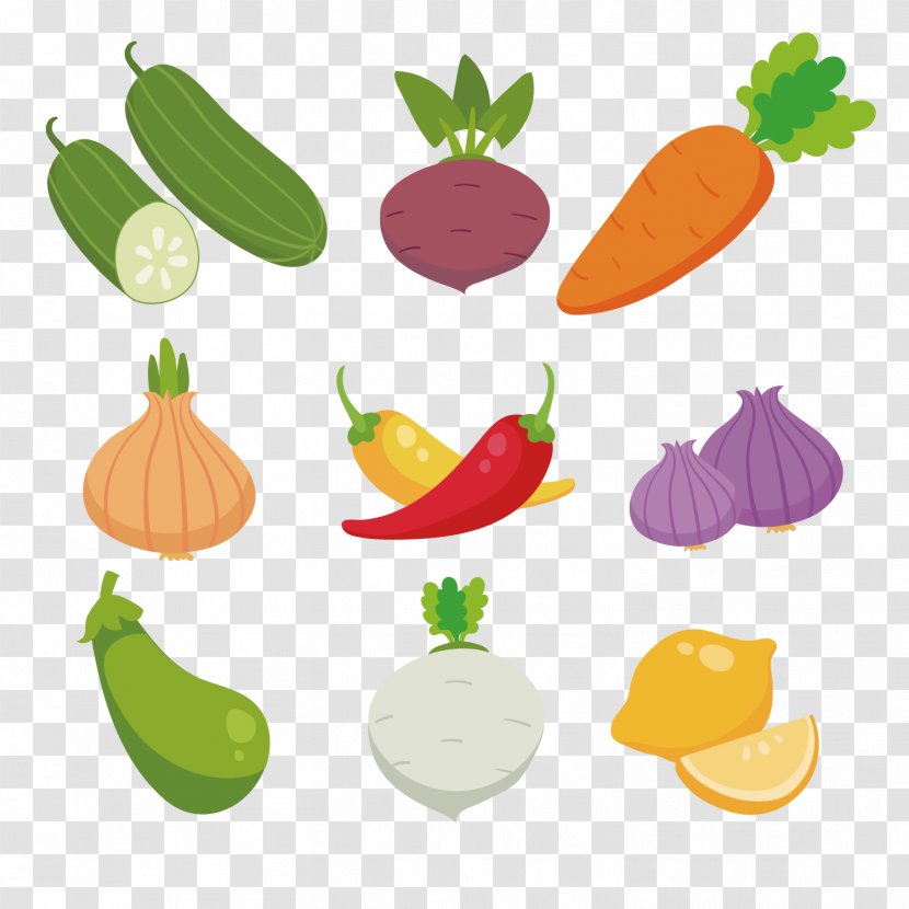 Radish - Vegetable - Colored Fruits And Vegetables Collection Transparent PNG