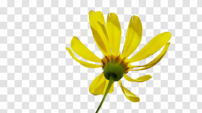 Sunflower Transparent PNG