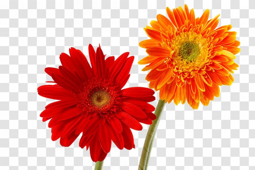 Gerbera Jamesonii Chrysanthemum Flower - Petal - Two Close-up Transparent PNG