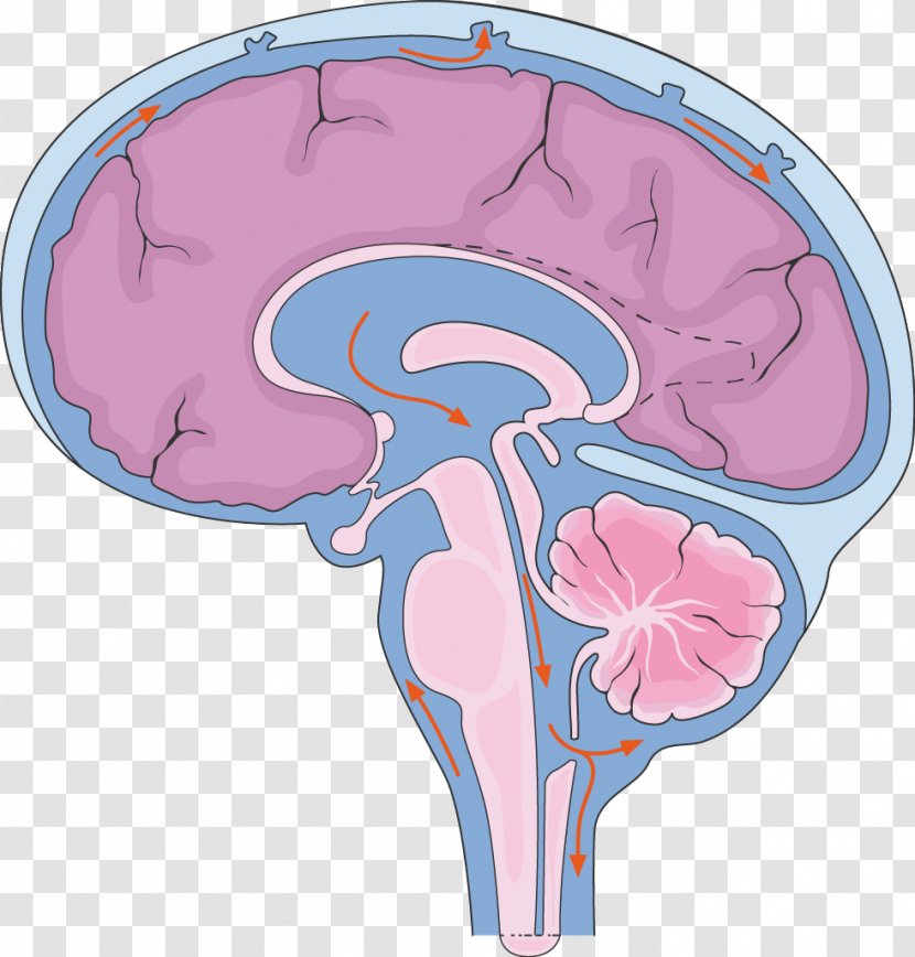 Brain Central Nervous System Cerebrospinal Fluid Spinal Cord - Watercolor Transparent PNG