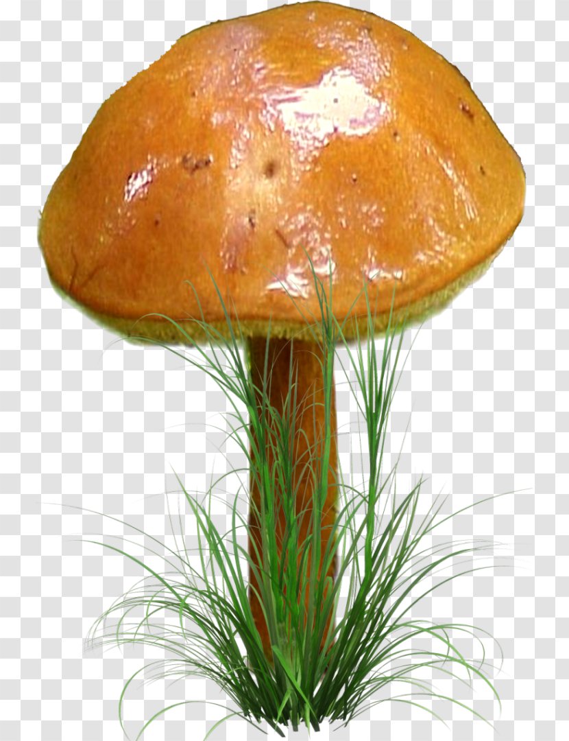 Fungus Clip Art Mushroom Digital Image - Photography Transparent PNG