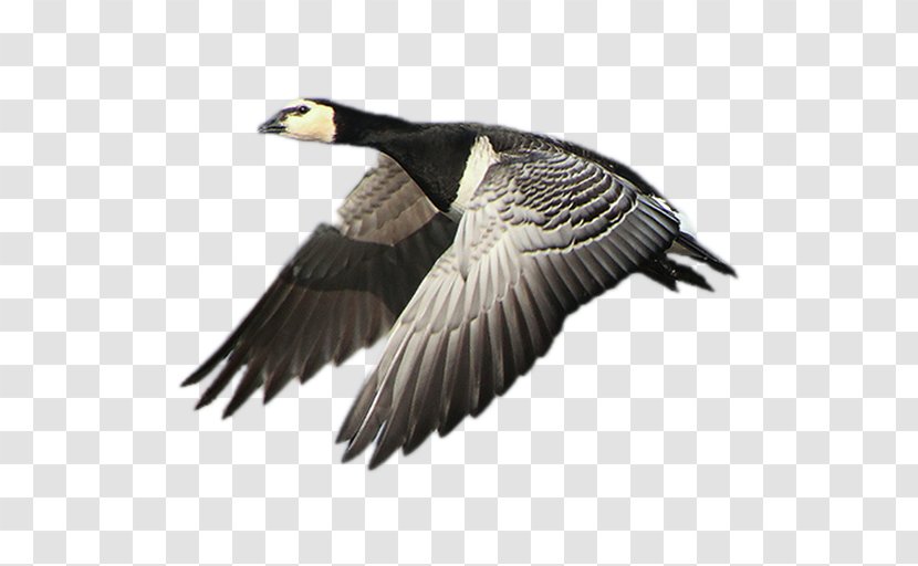 Goose Duck Fauna Beak Vulture - Waterfowl - Earth/flight/train Transparent PNG