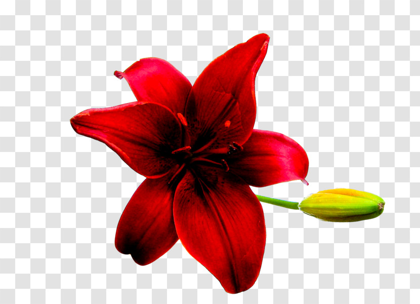 Red Petal Flower Plant Lily Transparent PNG