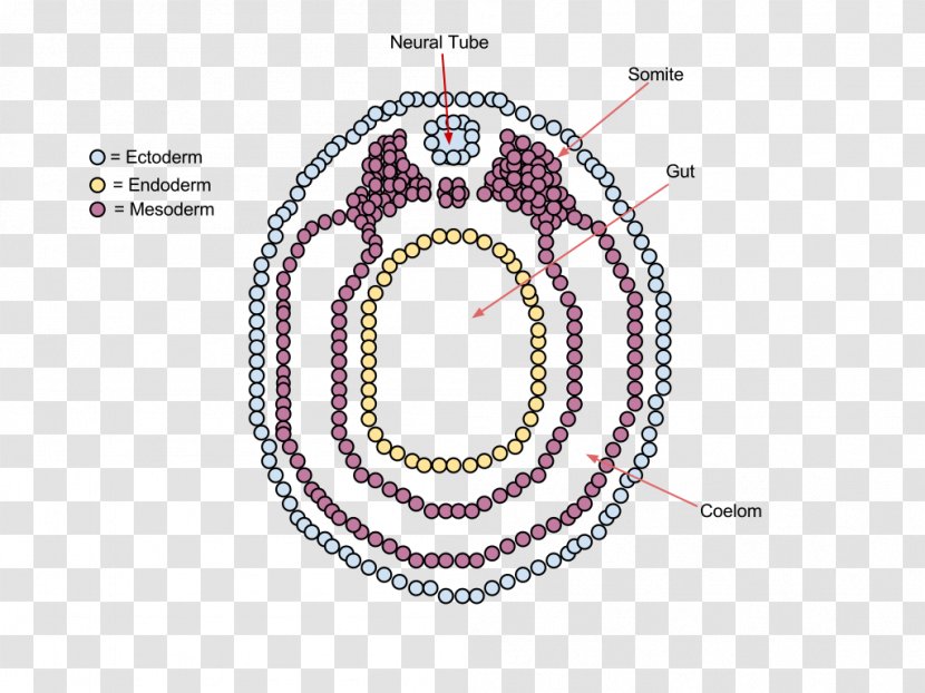 Vertebrate Neurulation Embryo Ontogeny - Cross Section - Sawtooth Pattern Transparent PNG