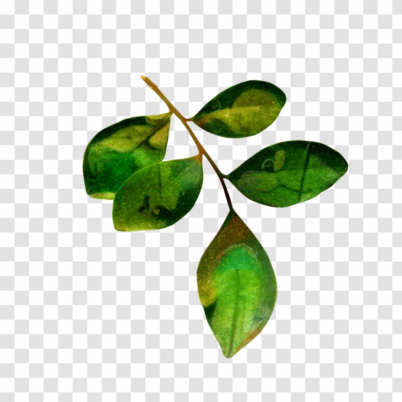 Leaf Tea Clip Art Branch - Fruit - Petal Transparent PNG