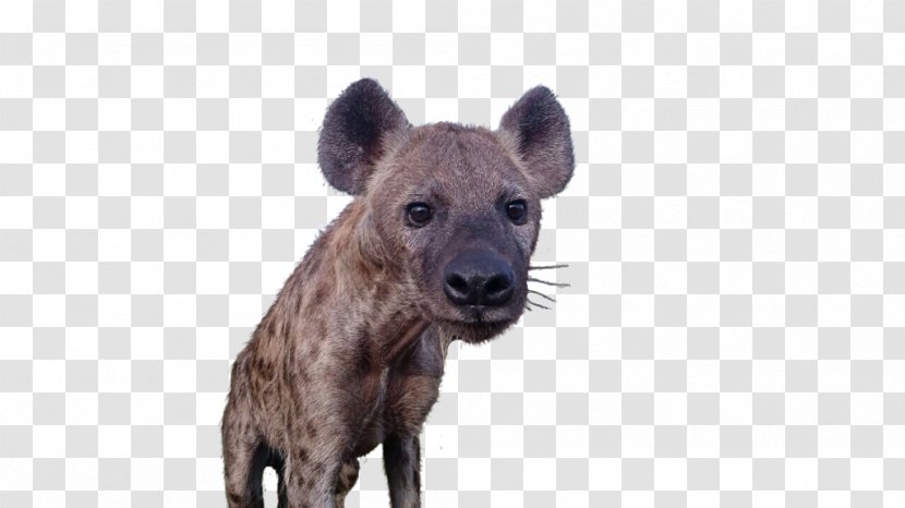 Hyena Terrestrial Animal Wildlife Snout Transparent PNG