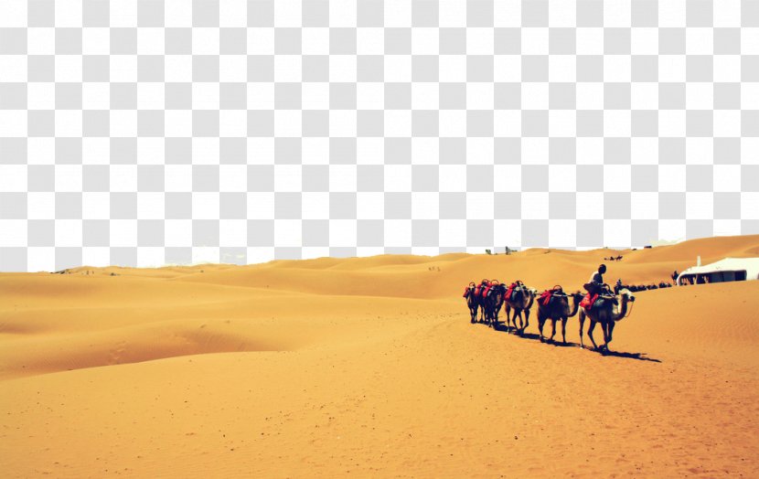 Camel Singing Sand Dune Stock Photography Ecoregion - Desert Transparent PNG
