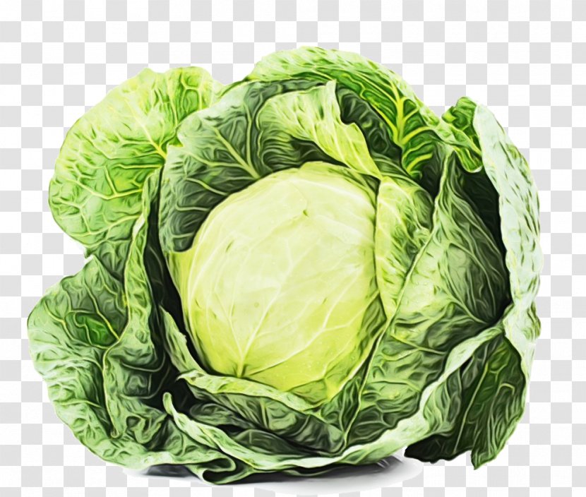 Cabbage Leaf Vegetable Cruciferous Vegetables Iceburg Lettuce - Wild - Food Transparent PNG