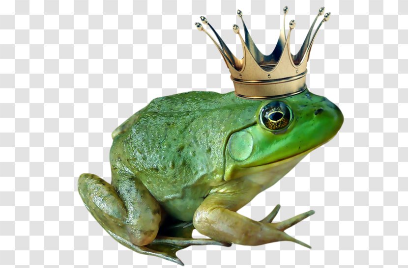 American Bullfrog The Frog Prince - Toad Transparent PNG