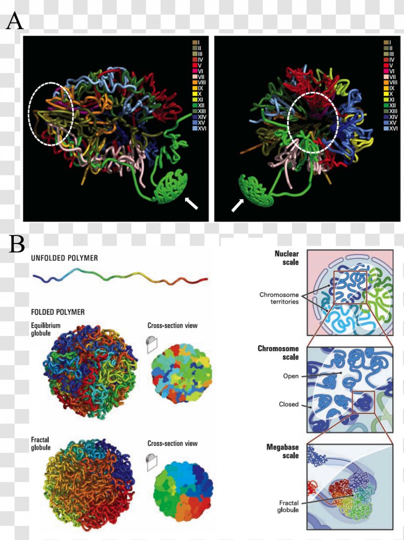 Fractal Globule Chromatin Chromosome Conformation Capture Genome - Fig Transparent PNG