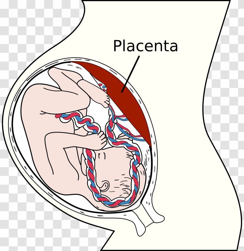 Placenta Nutrient Fetus Uterus Umbilical Cord - Tree - Pregnancy Transparent PNG