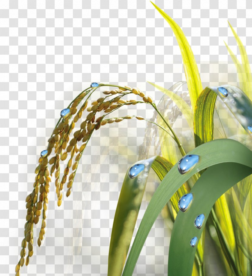 Paddy Field Gold Illustration - Grass Family - Rice Transparent PNG