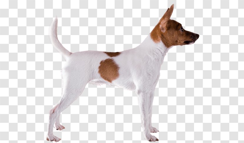 Tenterfield Terrier Toy Fox Miniature Smooth Jack Russell - Dog Breed Group Transparent PNG