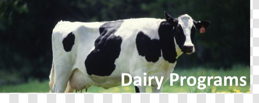 Holstein Friesian Cattle Milk Hereford Guernsey Angus - Grazing Goats Transparent PNG