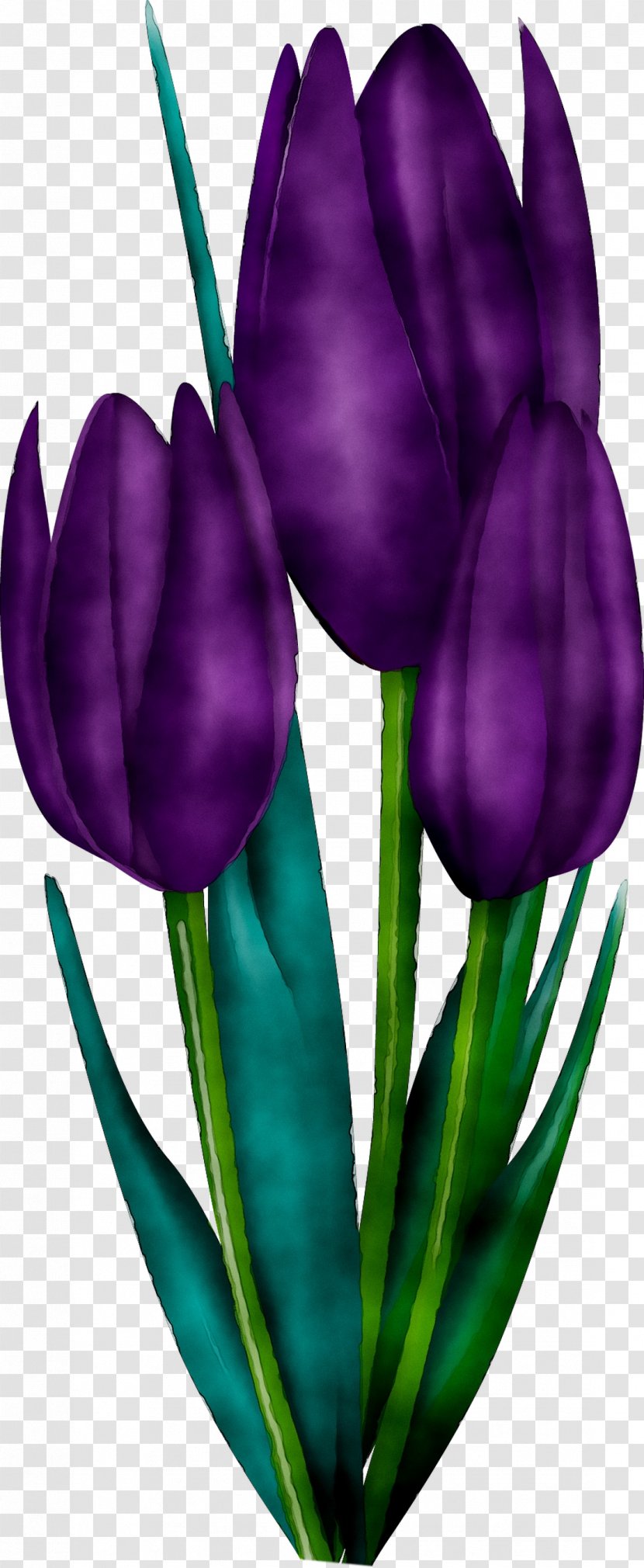 Tulip Plant Stem Cut Flowers Petal Purple Transparent PNG