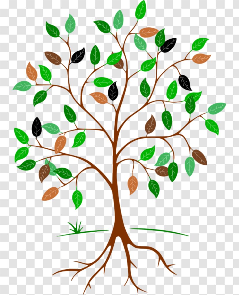 Clip Art Root Leaf Tree - Botany - Family Clipart Transparent PNG