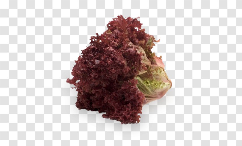 Belgorodsortsemovoshch Red Leaf Lettuce Salad Vegetable - Belgorod Transparent PNG