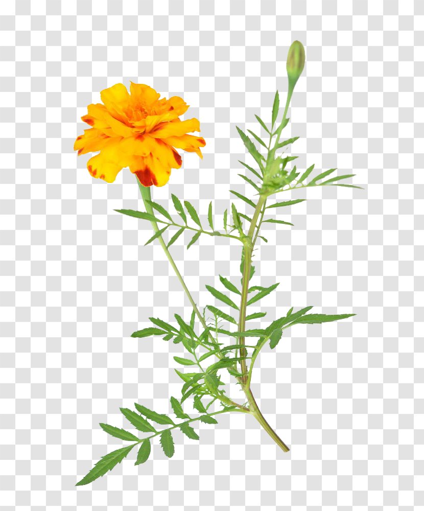 Mexican Marigold Flower Stock Photography Dahlia - Grass - African Free Download Transparent PNG