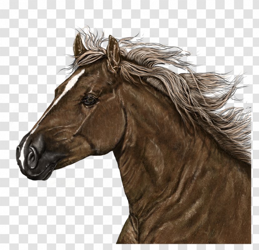 American Paint Horse Mustang Mane Stallion Drawing Transparent PNG