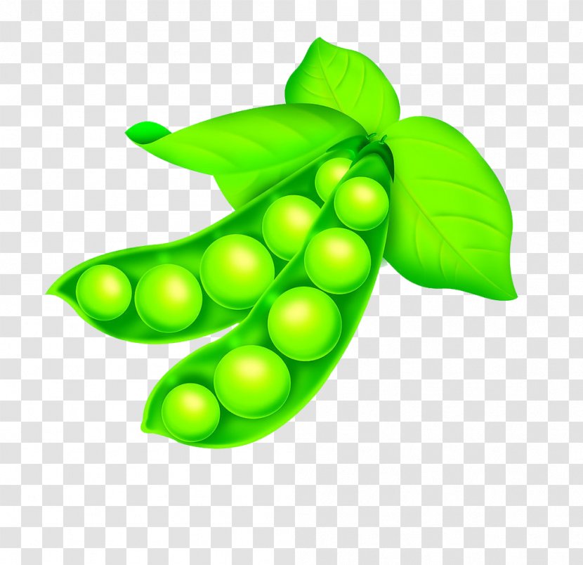 Common Bean Pea Lima - Lecithin - Vector Peas Transparent PNG