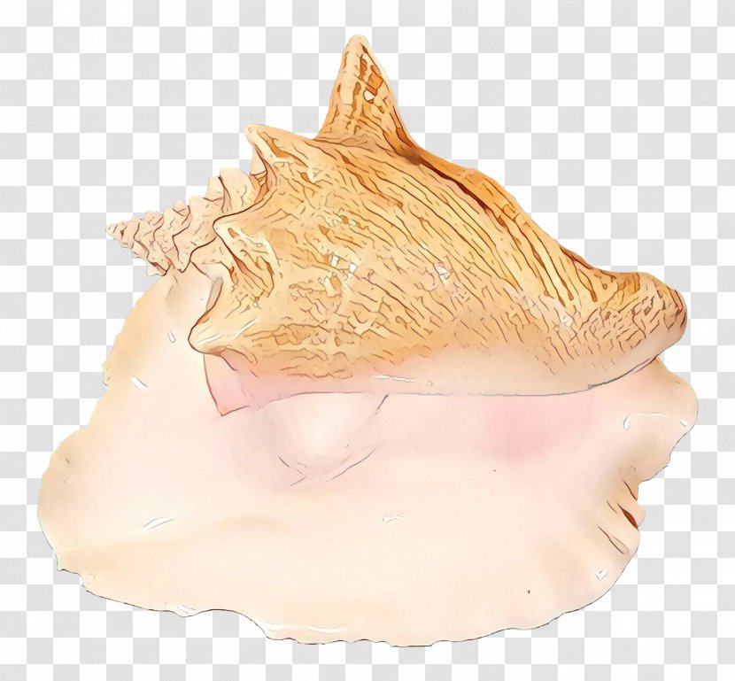 Trumpet Conch - Jaw - Bivalve Beige Transparent PNG