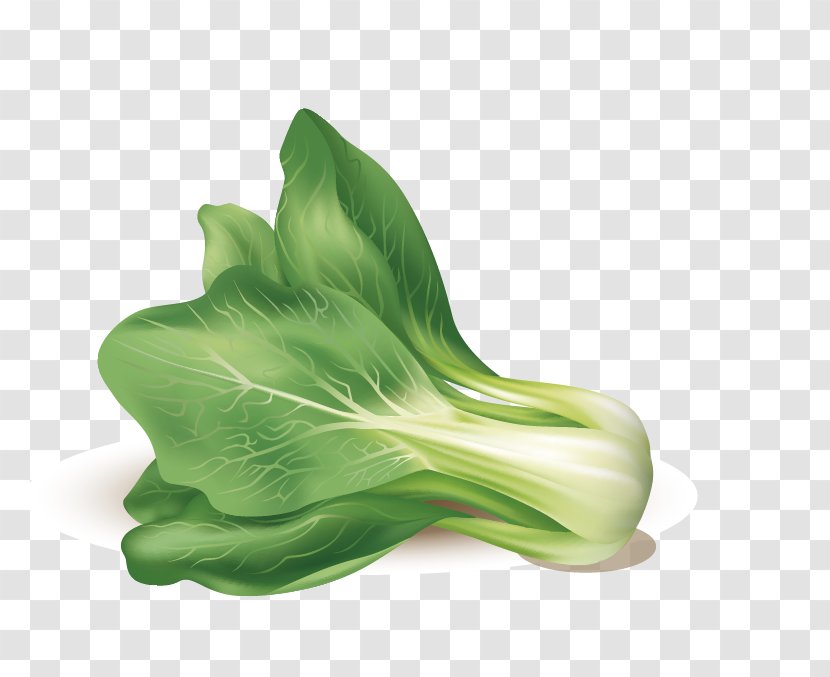 Leaf Vegetable Euclidean Vector - Green - Cabbage Transparent PNG