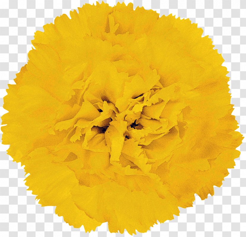 Flower Yellow Orange Rose Party - Bluegreen - CARNATION Transparent PNG