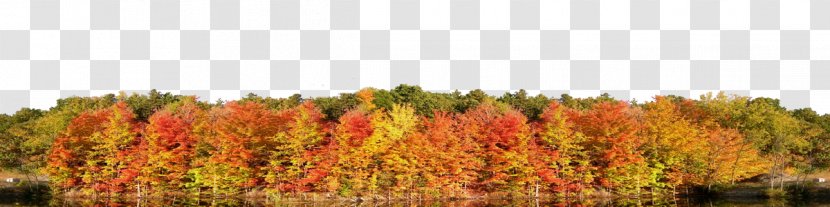 Temperate Broadleaf And Mixed Forest Tree Autumn Coniferous - Leaf Transparent PNG