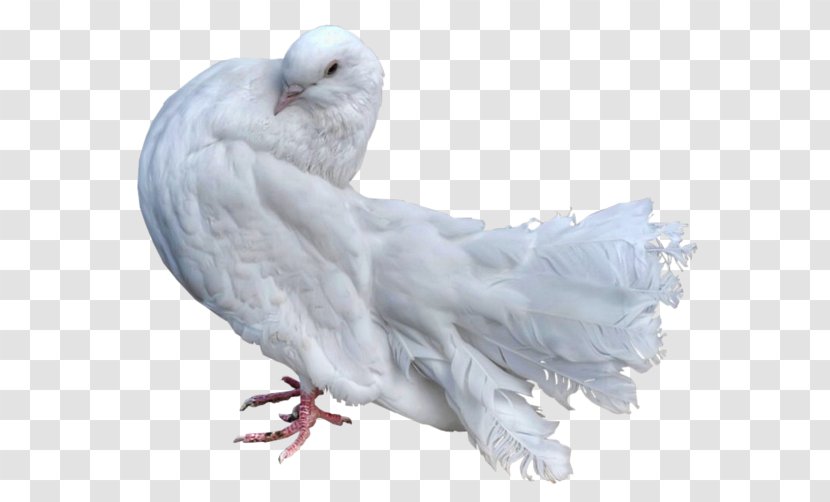 Stock Dove Domestic Pigeon Bird Columbidae Parrot - Neck Transparent PNG