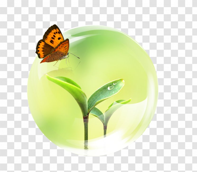 Green Water Drops Buds - Poster - Moths And Butterflies Transparent PNG