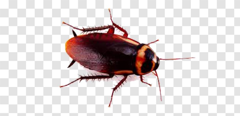 German Cockroach Insect American Pest Control - Exterminator Transparent PNG