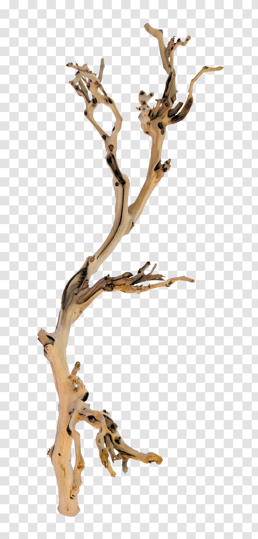 Branch Tree Twig Wood Transparent PNG