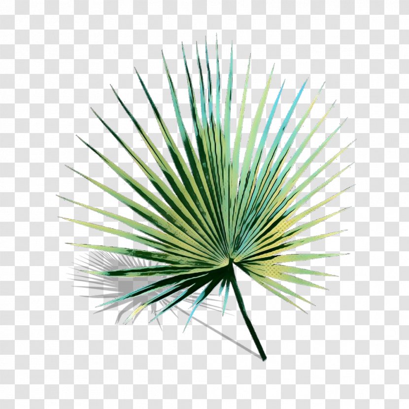 Palm Tree Background - Pine - Family Transparent PNG