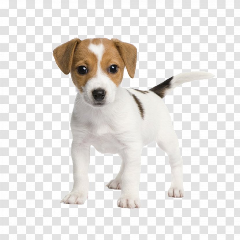 Jack Russell Terrier Miniature Fox Bull Chihuahua Rat - Pocket Beagle - Puppy Transparent PNG
