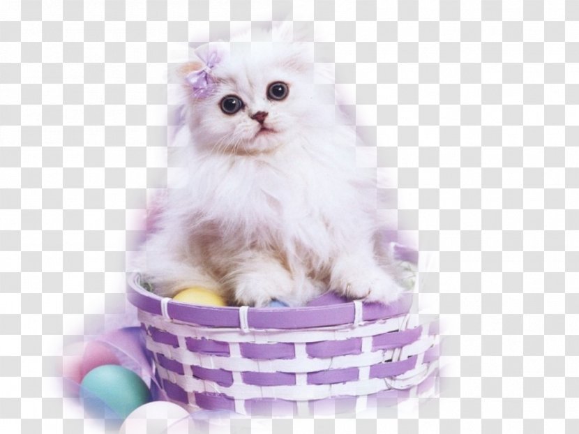 Easter Cat Kitten Bunny - Christmas Transparent PNG