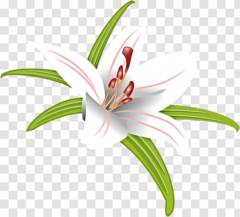 Flower Lily Plant Tiger Lily Petal Transparent PNG