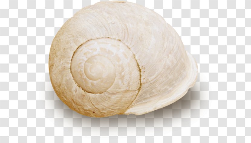 Sea Snail Nautilida Veneroida - White Screw Shell Transparent PNG
