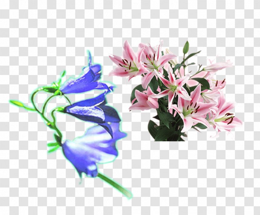 Flower Purple Lilium Pink - Cut Flowers - Lily And Blue Bell Transparent PNG
