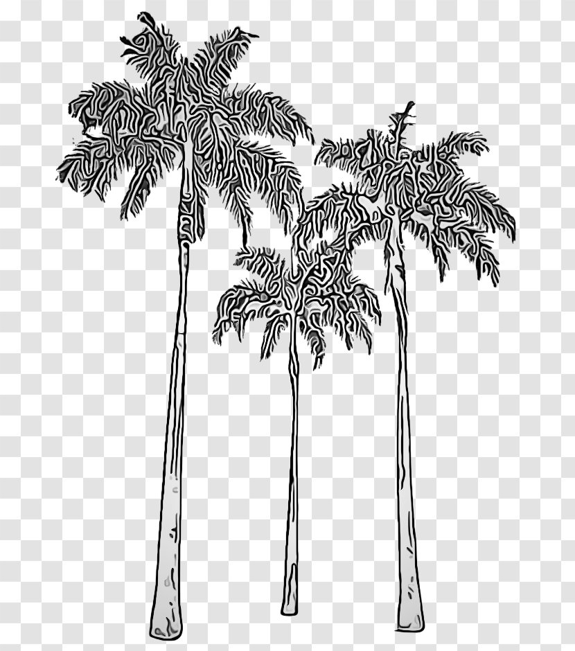 Palm Tree - Plant Stem Elaeis Transparent PNG