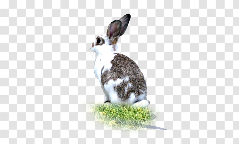 A White Rabbit With Grass Side - Animal Transparent PNG