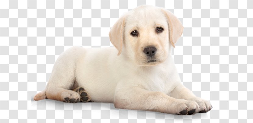 Puppy Labrador Retriever Pet Food - Cuteness - Yellow Lab Transparent PNG