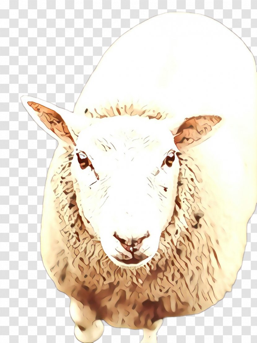 Sheep Goats Livestock Cow-goat Family - Snout - Horn Dalls Transparent PNG