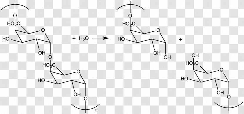 Polygalacturonase Pectinase Hydrolysis Middle Lamella - Aspergillus Niger - Mechanism Transparent PNG